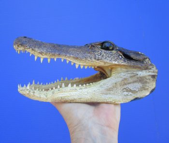 American Alligator Head from 5 foot Gator (8.25") - Buy this one for $24.99