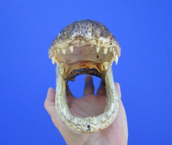 American Alligator Head from 5 foot Gator (8.25") - Buy this one for $24.99