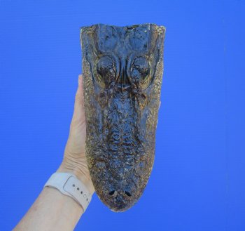 American Alligator Head from 5 foot Gator (8.25") - Buy this one for $24.99