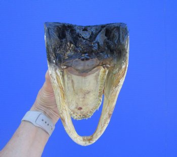 American Alligator Head from 5 foot Gator (8.25") - Buy this one for $24.99