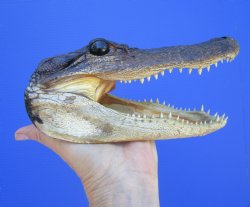 American Alligator Head from 5 foot Gator (8.25") - Buy this one for $24.99