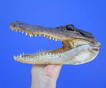 American Alligator Head from 5 foot Gator (8.25") - Buy this one for $24.99