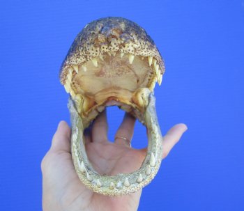 American Alligator Head from 5 foot Gator (8.25") - Buy this one for $24.99