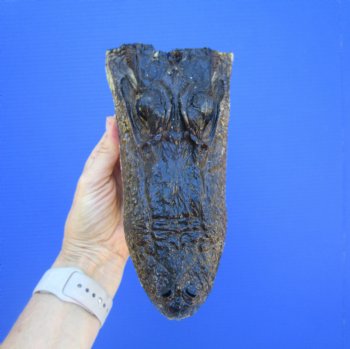 American Alligator Head from 5 foot Gator (8.25") - Buy this one for $24.99