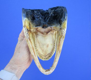 American Alligator Head from 5 foot Gator (8.25") - Buy this one for $24.99