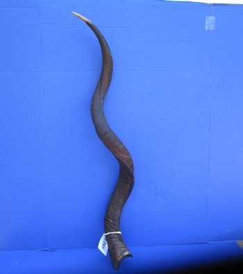 43.50 inches Large Kudu Horn (33.25 inches Straight)  - Buy this one for $124.99 (Ships UPS)