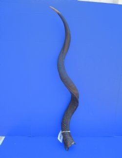 43.50 inches Large Kudu Horn (33.25 inches Straight)  - Buy this one for $124.99 (Ships UPS)