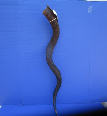 43.50 inches Large Kudu Horn (33.25 inches Straight)  - Buy this one for $124.99 (Ships UPS)