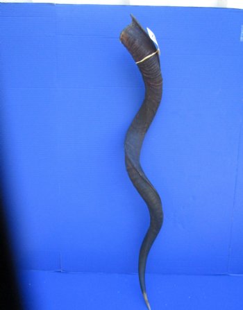 43.50 inches Large Kudu Horn (33.25 inches Straight)  - Buy this one for $124.99 (Ships UPS)