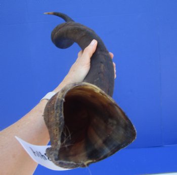 43.50 inches Large Kudu Horn (33.25 inches Straight)  - Buy this one for $124.99 (Ships UPS)