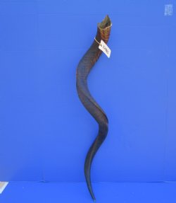42.25 inches Large Kudu Horn (31.5 inches Straight)  - Buy this one for $124.99 (Ships UPS)