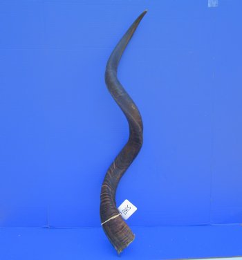 42.25 inches Large Kudu Horn (31.5 inches Straight)  - Buy this one for $124.99 (Ships UPS)