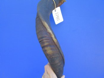 42.25 inches Large Kudu Horn (31.5 inches Straight)  - Buy this one for $124.99 (Ships UPS)