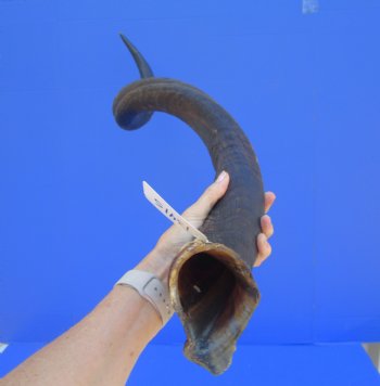 42.25 inches Large Kudu Horn (31.5 inches Straight)  - Buy this one for $124.99 (Ships UPS)