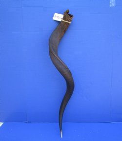 41 inches Large Kudu Horn (32 inches Straight)  - Buy this one for $124.99 (Ships UPS)