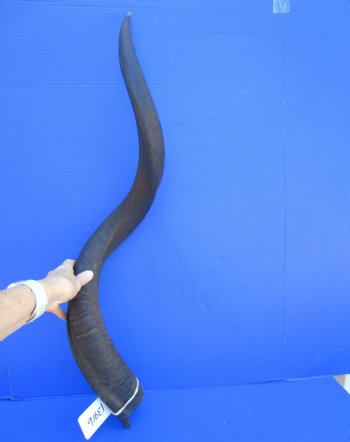 41 inches Large Kudu Horn (32 inches Straight)  - Buy this one for $124.99 (Ships UPS)