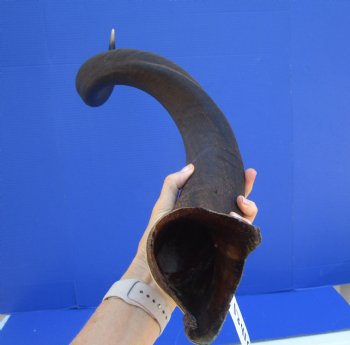 41 inches Large Kudu Horn (32 inches Straight)  - Buy this one for $124.99 (Ships UPS)
