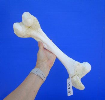 Real Water Buffalo Femur Leg Bone 16.50x5-3/4") - Buy this for $22.99