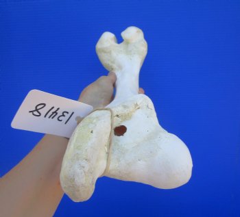 Real Water Buffalo Femur Leg Bone 16.50x5-3/4") - Buy this for $22.99