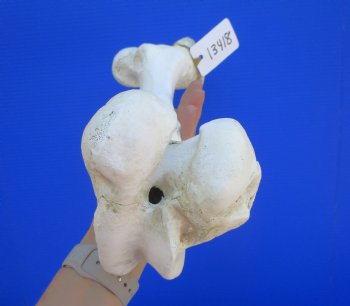 Real Water Buffalo Femur Leg Bone 16.50x5-3/4") - Buy this for $22.99