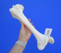 Water Buffalo Femur...