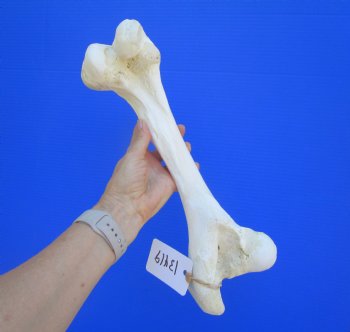 Water Buffalo Femur Leg Bone (14.75x5) - Buy this for $22.99