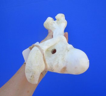Water Buffalo Femur Leg Bone (14.75x5) - Buy this for $22.99