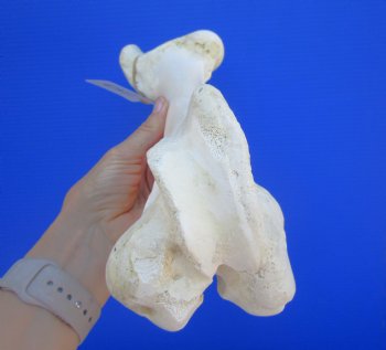 Water Buffalo Femur Leg Bone (14.75x5) - Buy this for $22.99