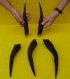 5 Bushbuck horns for sale 8 to 12 inches - you are buying the horns pictured for $12.00 each