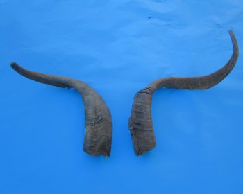 2 Raw African Goat Horns, (19.75, 24") (1 right, 1 left) for $19 each