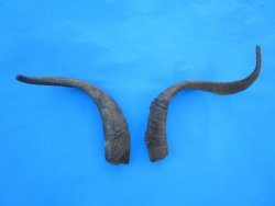 2 Raw African Goat Horns, (19.75, 24") (1 right, 1 left) for $19 each