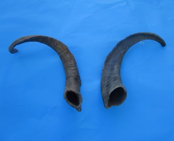 2 Raw African Goat Horns, (19.75, 24") (1 right, 1 left) for $19 each
