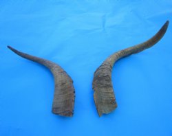 2 Raw African Goat Horns, (18, 23.25") (1 right, 1 left) for $19 each