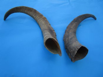 2 Raw African Goat Horns, (18, 23.25") (1 right, 1 left) for $19 each