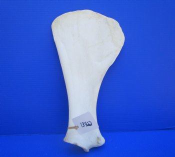 Camel Shoulder Blade Bones (16") - Buy for $24.99 each