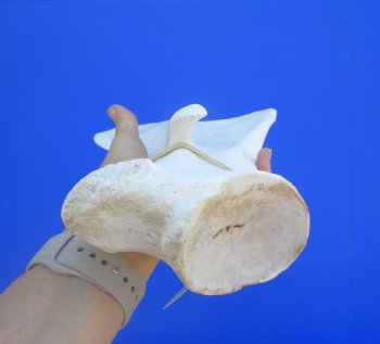 Camel Shoulder Blade Bones (16") - Buy for $24.99 each