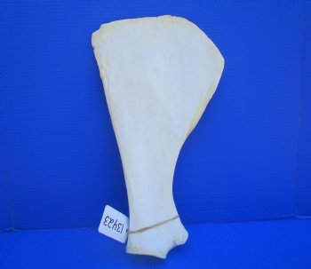 Camel Shoulder Blade Bones (17.50") - Buy for $24.99 each