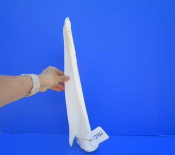 Camel Shoulder Blade Bones (17.50") - Buy for $24.99 each
