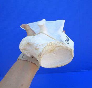 Camel Shoulder Blade Bones (17.50") - Buy for $24.99 each