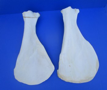 Two Camel Shoulder Blade Bones (19.50, 20") - Buy for $21 each
