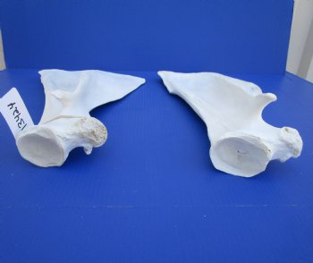 Two Camel Shoulder Blade Bones (19.50, 20") - Buy for $21 each