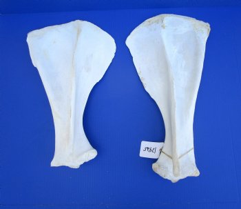 Two Camel Shoulder Blade Bones (18.50, 20.50") - Buy for $21 each