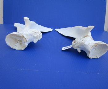 Two Camel Shoulder Blade Bones (18.50, 20.50") - Buy for $21 each
