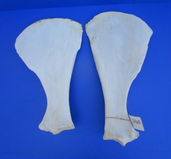 Two Camel Shoulder Blade Bones (18.50, 20.50") - Buy for $21 each