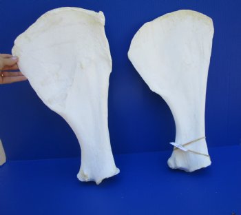 Two Camel Shoulder Blade Bones (18.50, 17.75") - Buy for $21 each
