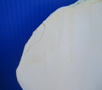 Two Camel Shoulder Blade Bones (18.50, 17.75") - Buy for $21 each