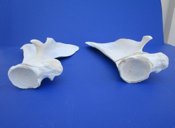 Two Camel Shoulder Blade Bones (18.50, 17.75") - Buy for $21 each