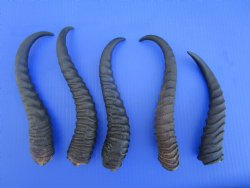 5 Male Springbok Horns for Crafts (8.25-10.25") - Buy these for $9 each
