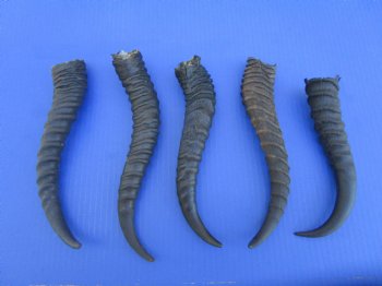 5 Male Springbok Horns for Crafts (8.25-10.25") - Buy these for $9 each
