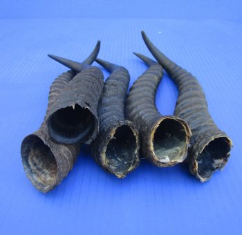 5 Male Springbok Horns for Crafts (8.25-10.25") - Buy these for $9 each
